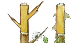 Trn crnog trna i trn ruže