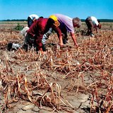 Drought in the onion-plot