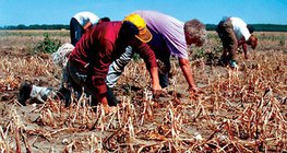 Szárazság a hagymaföldön