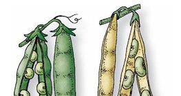 A borsó és a bab hüvelytermése