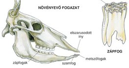 Növényevő fogazat és zápfog