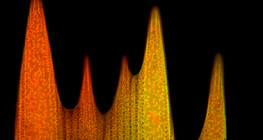 Lepkeszárny pikkelyének ultraszerkezete