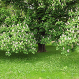 Chestnut tree in bloom