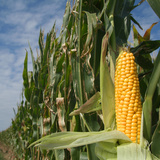 Maize