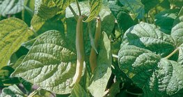 Sárgahüvelyű veteménybab