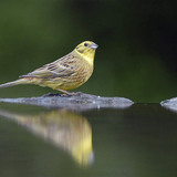 Yellowhammer