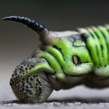 Caterpillar portrait