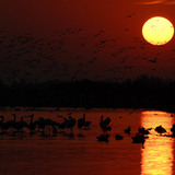 Sunset with waterfowl