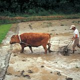 A rizstermesztés munkafolyamatai – 1