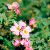 Flowers of dog-rose
