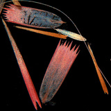 Butterfly wing scales