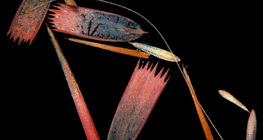 Lepkeszárny pikkelyei