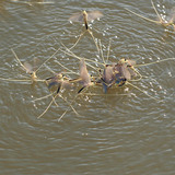 Mayflies