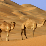 Camels
