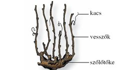A szőlőtőke és a gyökérzet