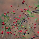 A vadrózsa termése, a csipkebogyó