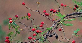 Šipak je biljka iz roda ruža