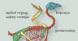 A házityúk csontváza