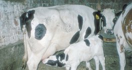 Borját szoptató szarvasmarha 