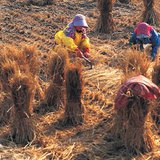 A rizstermesztés munkafolyamatai – 3