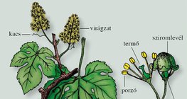 A szőlő leveles, virágos szára és egy virága