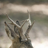 Roebuck