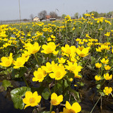 Marsh marigold