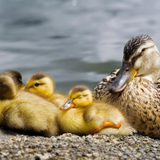Female duck with chicks