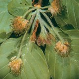 Bükkfa barkavirágzata