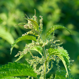 Nettle