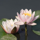 Water lily