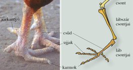 A házityúk hátsó végtagja