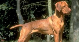 Magyar vizsla