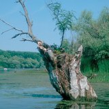 Nestajuća jezera: močvara