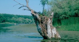 Nestajuća jezera: močvara