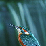 Kingfisher