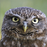 Little owl portrait
