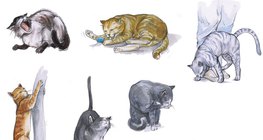 A macska viselkedése