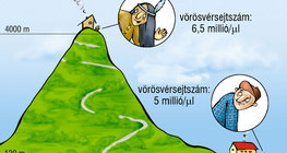 A vörösvérsejtszám változásai