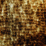 Wings of a butterfly