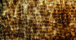 Lepkeszárny pikkelyekkel