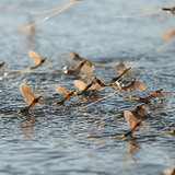 Mayflies