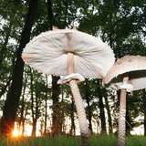 Parasol mushroom