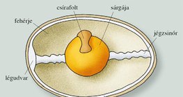 A tojás részei