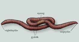 A földigiliszta testrészei