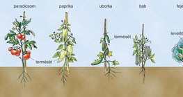 Növények ehető részei