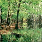 Nestajuća jezera: glib