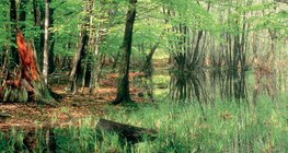 Nestajuća jezera: glib