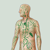 Lymphatic system