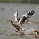 Greylag goose taking off